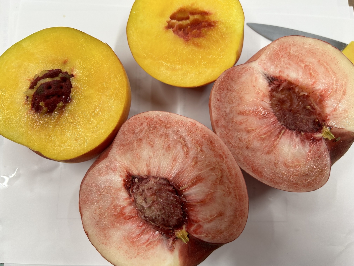 ベルもも購入専用 楽天市場】【KASAJIMA】作業用ベルト 安全安心の日本製 40mm